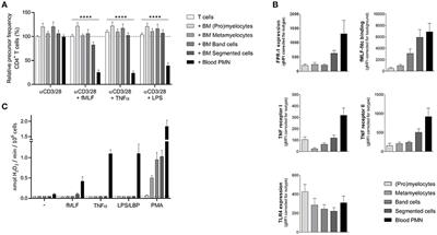 Neutrophils as Suppressors of T Cell Proliferation: Does Age Matter?